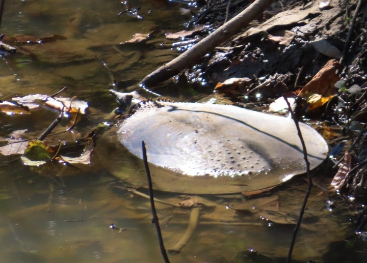 Spiny Softshell